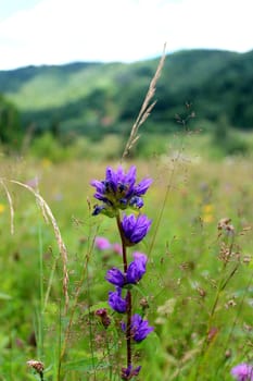 beautiful pink meadow flowers in the mountain