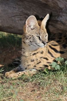 Beautiful Serval wild cat with large alert ears and stripy fur