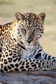Beautiful male leopard resting on a tree log
