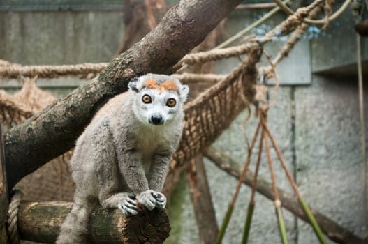 casual lemur in tree