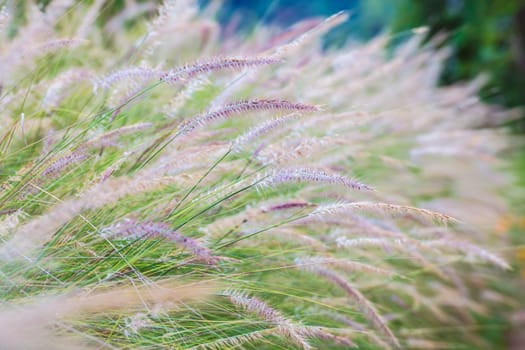 Field of grass during sunset