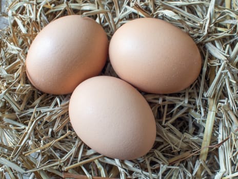 Eggs laid on straw