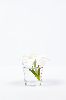 White flower in a glass On a white background in the studio.