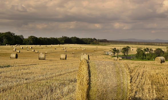 harvested field with straw bales in summer 