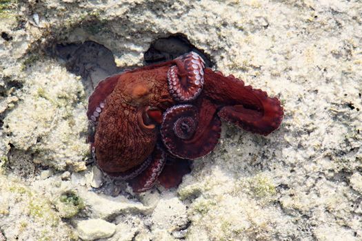 Red octopus in Red sea in coral reef