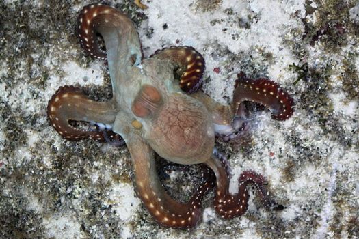 Rust-brown octopus in Red sea