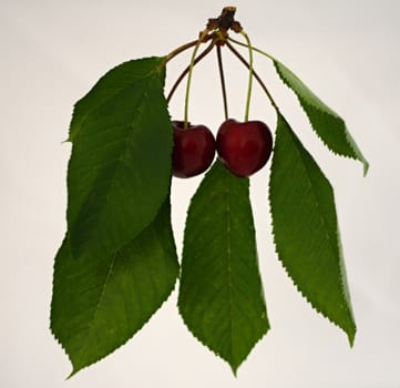 Cherries hanging on a cherry tree