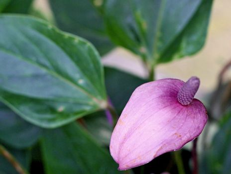 Anthurium. Flamingo flowers 