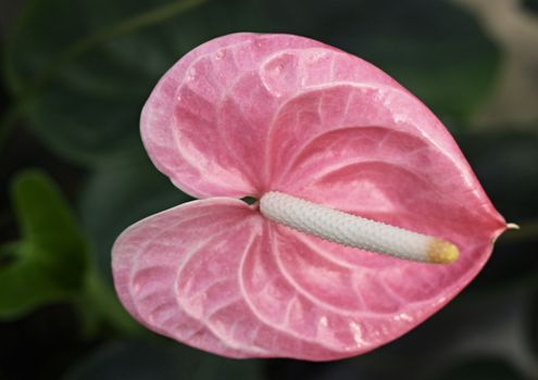 Anthurium. Flamingo flowers 