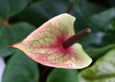 Anthurium. Flamingo flowers 