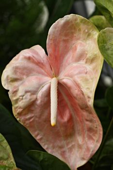 Anthurium. Flamingo flowers 