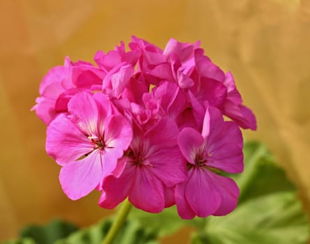 pink geranium - pelargonium 