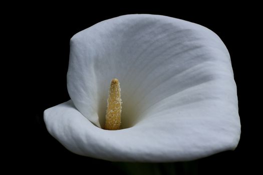 Anthurium. Flamingo flowers 