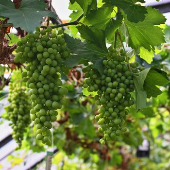 Green grapes on vine