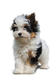 cheerful little tricolor puppy on a white background