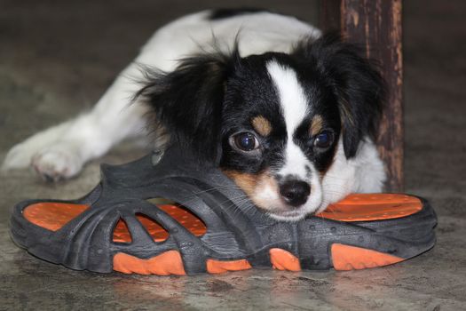 chiwawa sleep on orange slippers