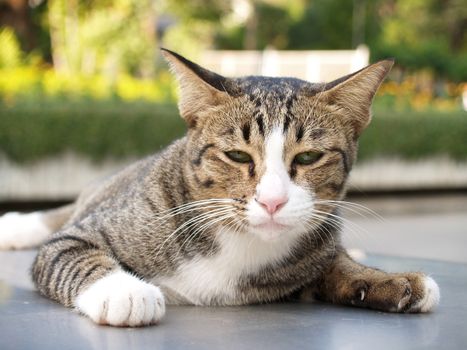 bengal cat in the park