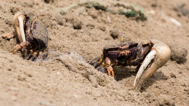 Two male fiddler crabs digging themselves out of the sand