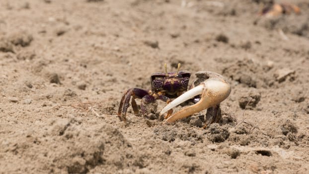 An adult male fiddler crab which dug itself out of the sand on the lookout for any danger