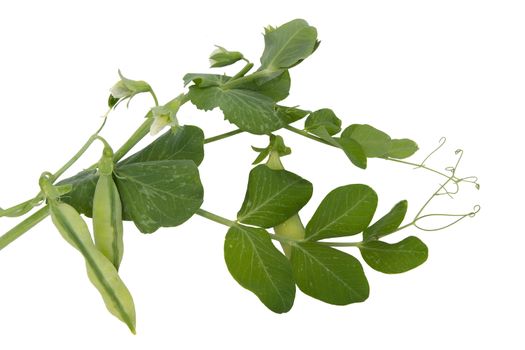 Green pea pods plant isolated on white