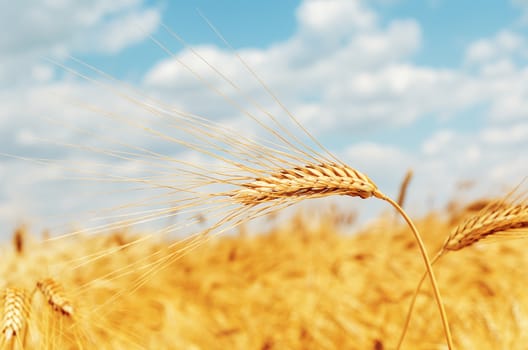 ripe ear of wheat on field