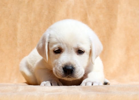 yellow labrador puppy laying on yellow background close up