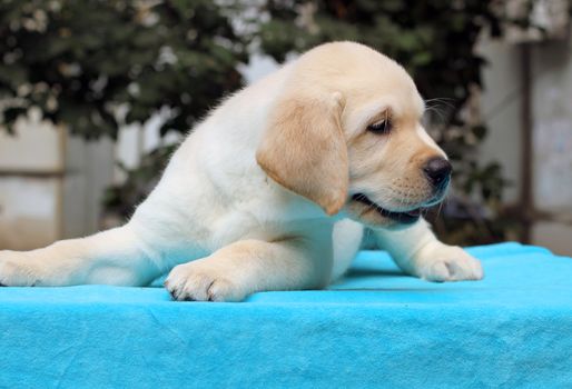 happy yellow labrador puppy laying on blue background
