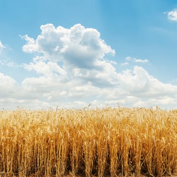 golden harvest field and cloudy sky