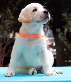 nice happy yellow labrador puppy sitting on blue background