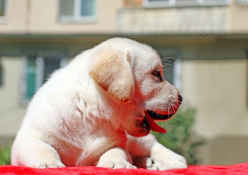 happy yellow labrador puppy laying on red