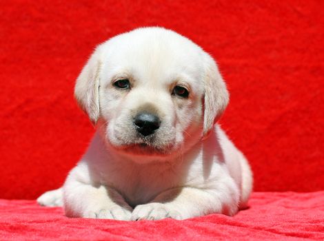 nice happy yellow labrador puppy laying on red