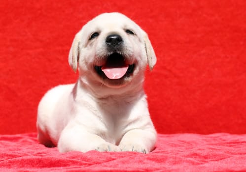 nice happy yellow labrador puppy smiling laying on red