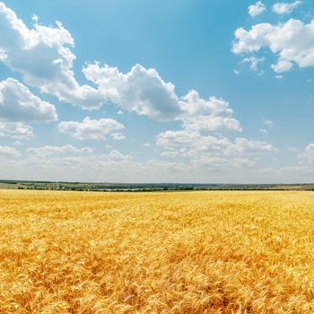 field with golden harvest and clouds in sky
