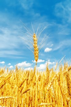 golden barley on field. soft focus