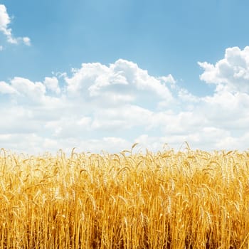 golden wheat on field and blue sky with clouds