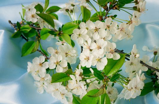 
Gentle white flowers of cherry, buds and green leaves on a cherry branch. Are presented on a light blue background