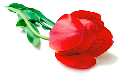One big beautiful tulip of bright red color with green leaves on a white background.