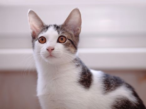 Portrait of a cat. Not purebred kitten. Small predator. Small cat.