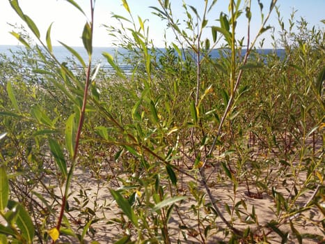 Plants growing at the Baltic beach in Summer