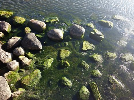 Seaweed that grows on rocks at beach
