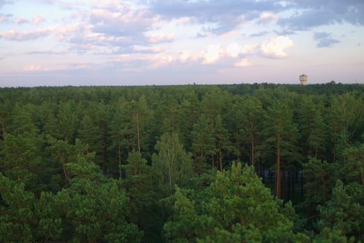 Top View of Mangrove Forest in Latvia