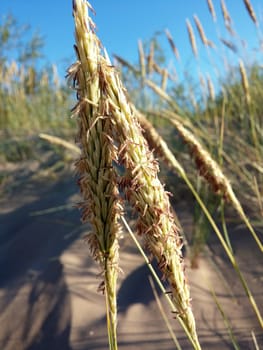 Seed grass growing on the sea beach