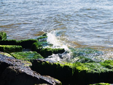 Seaweed that grows on rocks at beach