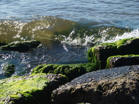 Seaweed that grows on rocks at beach