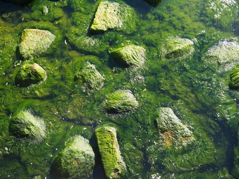 Seaweed that grows on rocks at beach