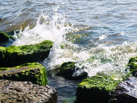 Seaweed that grows on rocks at beach