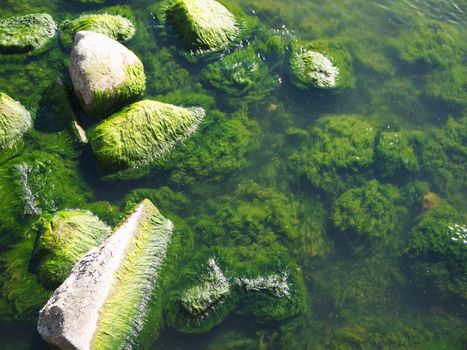 Seaweed that grows on rocks at beach