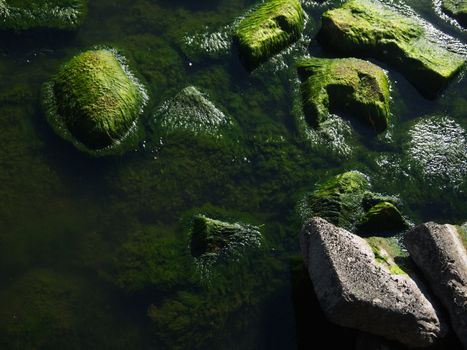 Seaweed that grows on rocks at beach