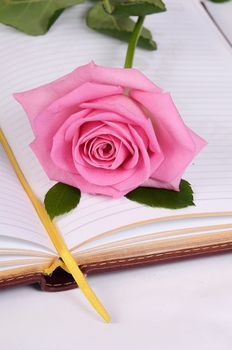 The rose on the book close up