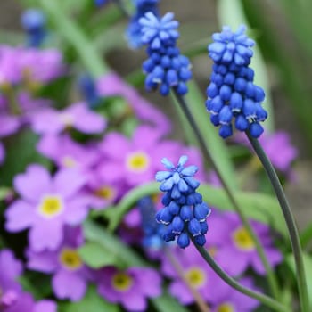 The blue spring flowers muscari in the garden